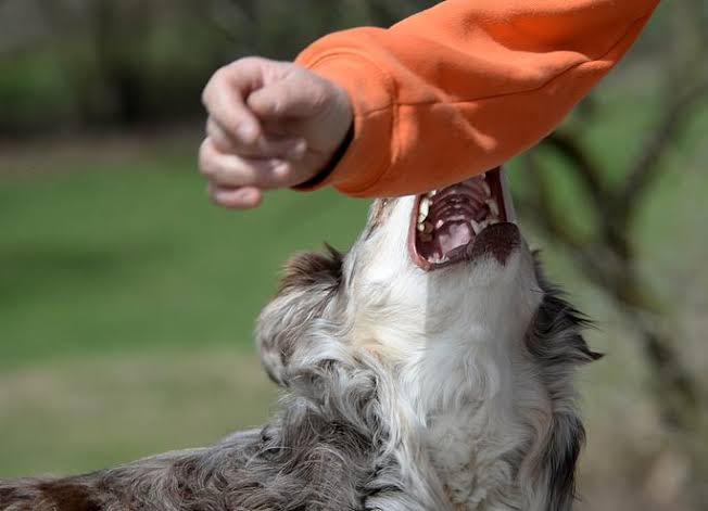 The Impact Of State Dog Bite Laws On Your Personal Injury Claim